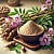 Сухой экстракт Копеечника, 1 кг описание и применение