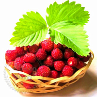 Strawberry CO2 extract, 1 kg