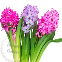 Fragrance Oil Hyacinth, 1 l