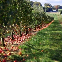 Flavoring food Apple Orchard, 1 L
