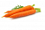 Купить Моркови семян масляный экстракт, 50 мл в Украине