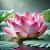 Lotus Fragrance Oil 1 L, photos, reviews, use