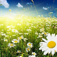 Отдушка Sunny Day, 1 литр