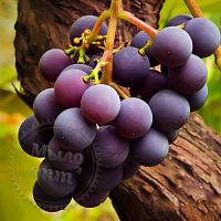 Купить Сухая гранулированная отдушка Виноград, 1 кг в Украине