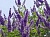 Essential oil of Vitex the Holy, 5 ml, photos, reviews, use