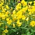 Evening Primrose Extract Powder 1 kg, photos, reviews, use