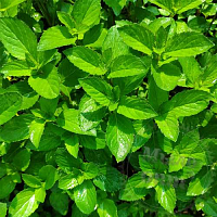 Peppermint - cold herb, 10 kg