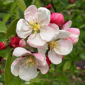 Купить Отдушка Apple Blossom, 1 литр в Украине