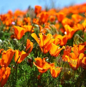 Купить Отдушка Sunshine Poppies, 50 мл в Украине