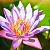 Fragrance Oil Lotus, 1 liter, photos, reviews, use