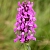 Dried flowers Initial letter medicinal, 1 kg, photos, reviews, use