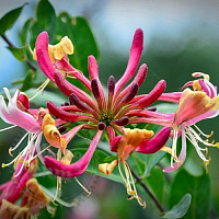 Віддушка Honeysuckle Blossom, 1 літр