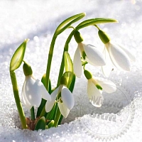 Віддушка Sparkling Snowdrop 1 л