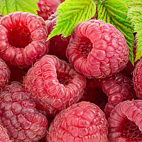 Fragrance Oil Raspberry, England, 1 liter