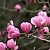 Louisiana Magnolia Fragrance Oil 1 L cosmetic ingredient Mylo Opt