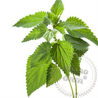 Fragrance Oil Stinging nettle, 1 liter