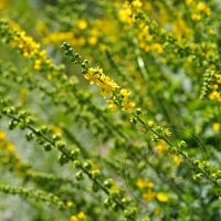 Купить Репешка трава гликолевый экстракт, 1 л в Украине
