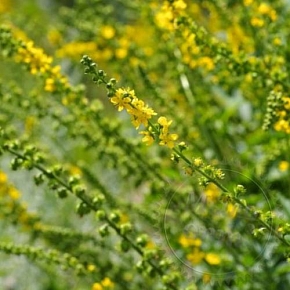 Купить Репешка трава гликолевый экстракт, 1 л в Украине