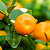 Yellow Mandarin essential oil, 10 ml, photos, reviews, use