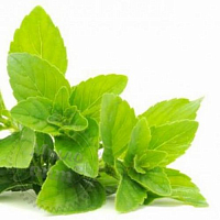 Bergamot mint essential oil, 10 ml