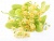 Powder extract of Linden flowers, 5 grams, photos, reviews, use