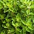 Oregano Extract Powder 10 g, photos, reviews, use