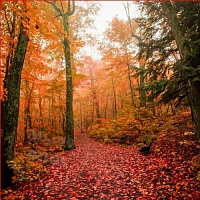 Autumn Woods Fragrance Oil, 1 L