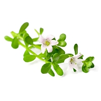 Экстракт Bacopa monnieri, 100 мл