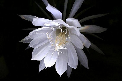 Отдушка Moonflowers, 1 л
