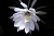 Отдушка Moonflowers, 1 л описание и применение