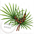 CO2 dwarf palm extract, 100g, photos, reviews, use