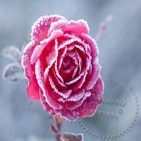 Купить Гранулы с ароматом Frozen Flowers, 1 кг в Украине