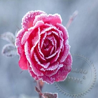 Гранулы с ароматом Frozen Flowers, 1 кг