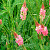 Dried flowers Sainfoin sandy, 1 kg, photos, reviews, use