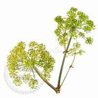 Angelica Extract Concentrate 1 L