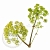 Angelica Extract Concentrate 1 L, photos, reviews, use