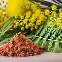 Mimosa Bark Extract Powder 1 kg cosmetic ingredient Mylo Opt