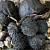 Купить Ореха черного гликолевый экстракт, 1 л в Украине