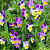 Violet tricolor herb, 1 kg, photos, reviews, use