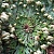 PHYTOFUSE REJUVENATE, 10мл