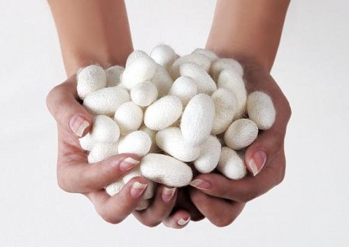 Silkworm cocoons from 100 pieces, photos, reviews, use