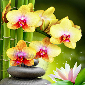 Купить Отдушка Орхидея и Лотос, 1 л в Украине