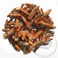 Pine buds 100 gr