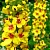 Mullein extract 1 L cosmetic ingredient Mylo Opt