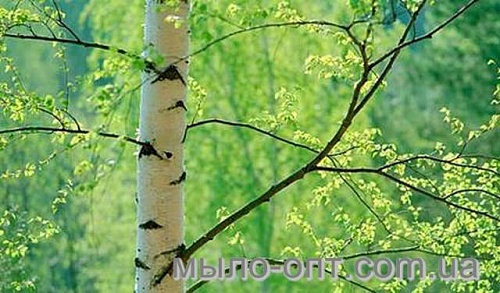 Birch tar, 30 ml, photos, reviews, use