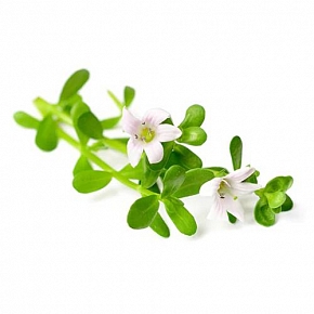 Купить Экстракт Bacopa monnieri, 1 л в Украине