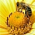 Flower Pollen Extract 1 L, photos, reviews, use