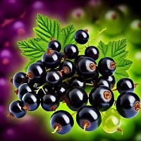 Fragrance Oil Black currant, 10 ml