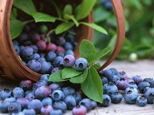 Blueberry Food Flavoring, 1 liter, photos, reviews, use