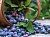 Blueberry Food Flavoring, 1 liter, photos, reviews, use